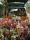 spring_planting