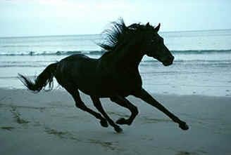 black-horse-running